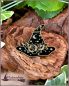 Preview: Pin "Hexenhut der Gartenhexe"