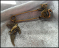 Preview: Schmucknadel "Katze & Vogel", Vintage Style