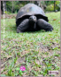 Preview: Pin „Schildkröte mit Lotosblüte“