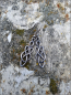 Preview: Ohrschmuck "Celtic Tribal"