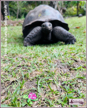 Pin „Schildkröte mit Lotosblüte“
