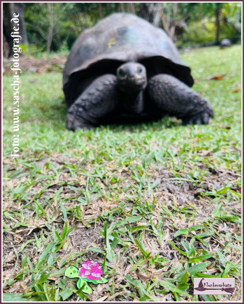 Pin „Schildkröte mit Lotosblüte“